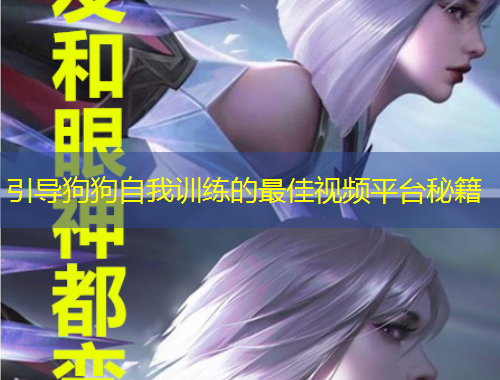 引导狗狗自我训练的最佳视频平台秘籍