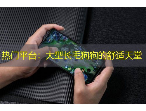 热门平台：大型长毛狗狗的舒适天堂