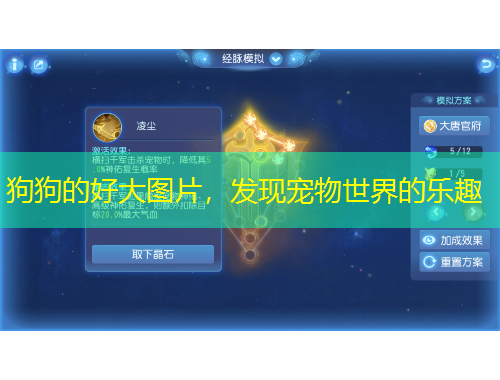 狗狗的好大图片，发现宠物世界的乐趣