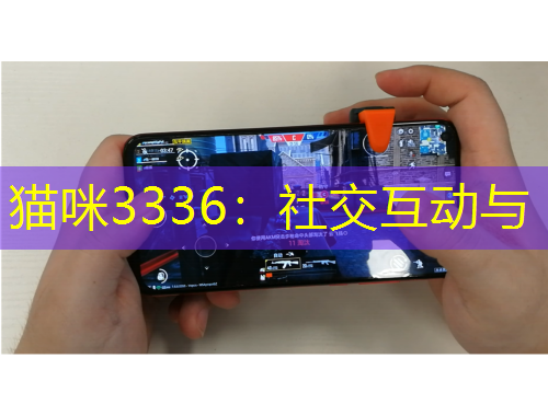 猫咪3336：社交互动与