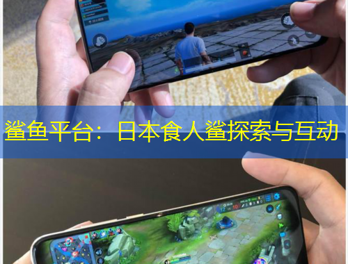 鲨鱼平台：日本食人鲨探索与互动