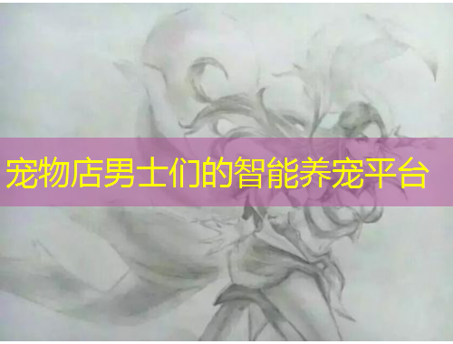 宠物店男士们的智能养宠平台