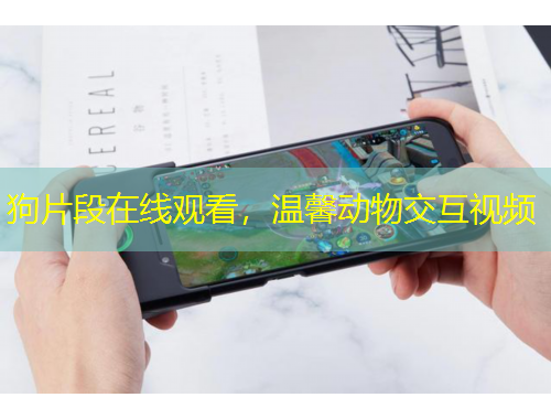 狗片段在线观看，温馨动物交互视频