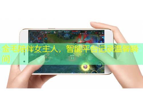金毛陪伴女主人，智能平台记录温馨瞬间