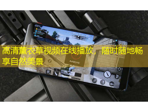 高清薰衣草视频在线播放，随时随地畅享自然美景